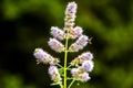 Mentha Longifolia one