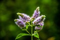 Mentha Longifolia two