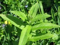 Mentha piperita