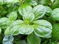 Peppermint, Mentha piperita is an ancient medicinal plant Royalty Free Stock Photo