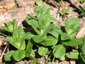 Mentha piperita