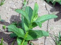 Mentha piperita