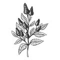 Mentha plant engraving vector illustration