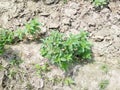 Mentha Plants of field in India