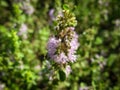 Mentha pulegium Pennyroyal mountain mint. Closeup of medicinal plant on a blurred background