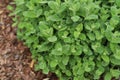 Mentha rotundifolia. False Apple or Bigleaf Mint leaves background.