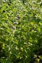 Mentha spicata (Spearmint, Spear Mint)