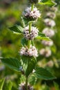 Mentha spicata (Spearmint, Spear Mint)