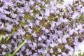 Mentha spicata Spearmint, Spear Mint on an isolated