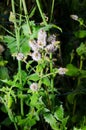 Mentha suaveolens Royalty Free Stock Photo