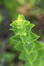 Mentha suaveolens green leaves close up