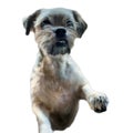 Shih tzu dog begging for food Royalty Free Stock Photo