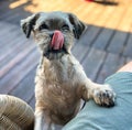 Shih tzu dog begging for food Royalty Free Stock Photo