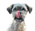 Shih tzu dog begging for food Royalty Free Stock Photo