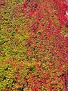 fall color ivy on wall Royalty Free Stock Photo