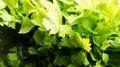 Meny green fresh celery. Royalty Free Stock Photo