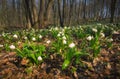 Flowers in a spring forest