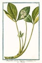 Menyanthes palustre Menyanthes trifoliata Royalty Free Stock Photo
