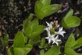 Menyanthes trifoliata or Bogbean Royalty Free Stock Photo