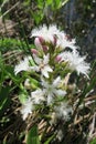 Menyanthes Trifoliata or Buckbean Royalty Free Stock Photo