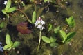 Menyanthes trifoliata. Common bogbean flowers. Royalty Free Stock Photo