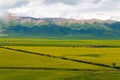 Menyuan Flowers. a famous for the fantastic flower land vast area in Menyuan, Qinghai, China. Royalty Free Stock Photo