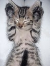 baby kitten sleeping soundly Royalty Free Stock Photo