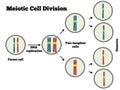 Meotic Cell Division Royalty Free Stock Photo