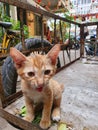 Meow! Kitten on a cart D4 HCMC, Vietnam Royalty Free Stock Photo