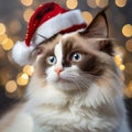 Pawsitively Curly New Year: LaPerm Cat Welcomes the Holidays in Santa Hat