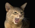 Meowing abyssinian cat face Royalty Free Stock Photo