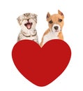 meowing cat and dog look out for red heart. isolated on white Royalty Free Stock Photo