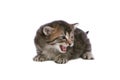 Meowing kitten Royalty Free Stock Photo