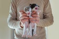 Meowing kitten babies in volunteer hands