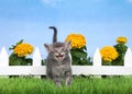 Meowing kitten in grass by flower garden