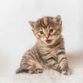 Meowing kitten