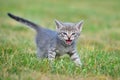 Meowing striped kitten in green grass Royalty Free Stock Photo