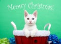 Meowy Christmas kitten with heterochromia