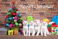 Meowy Christmas Quartet of kittens