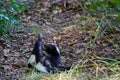 Mephitidae, striped skunk, scratching itself, lying on its back and rolling around. Royalty Free Stock Photo