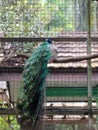 merak bird beautifulday Royalty Free Stock Photo