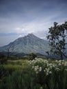 Merapi view from merbabu with flower Royalty Free Stock Photo
