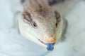 Merauke blue tongue skink shows a blue tongue on a white background close-up