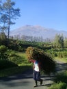 Merbabu mountain beautiful natural