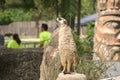 Thailand Mercat Surikate at the zoo Royalty Free Stock Photo