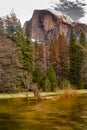 Merced River Yosemite NP Royalty Free Stock Photo