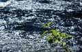 Merced River, Yosemite, Yosemite National Park Royalty Free Stock Photo