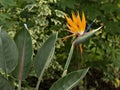 Bird of Paradise plant