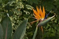 Bird of Paradise Plant