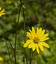 South Texas Ambrosia flower